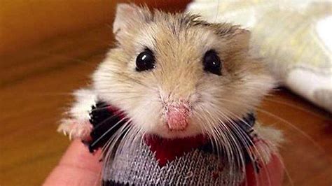 hamster videos youtube